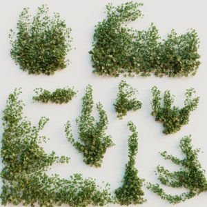 3D ivy plant model