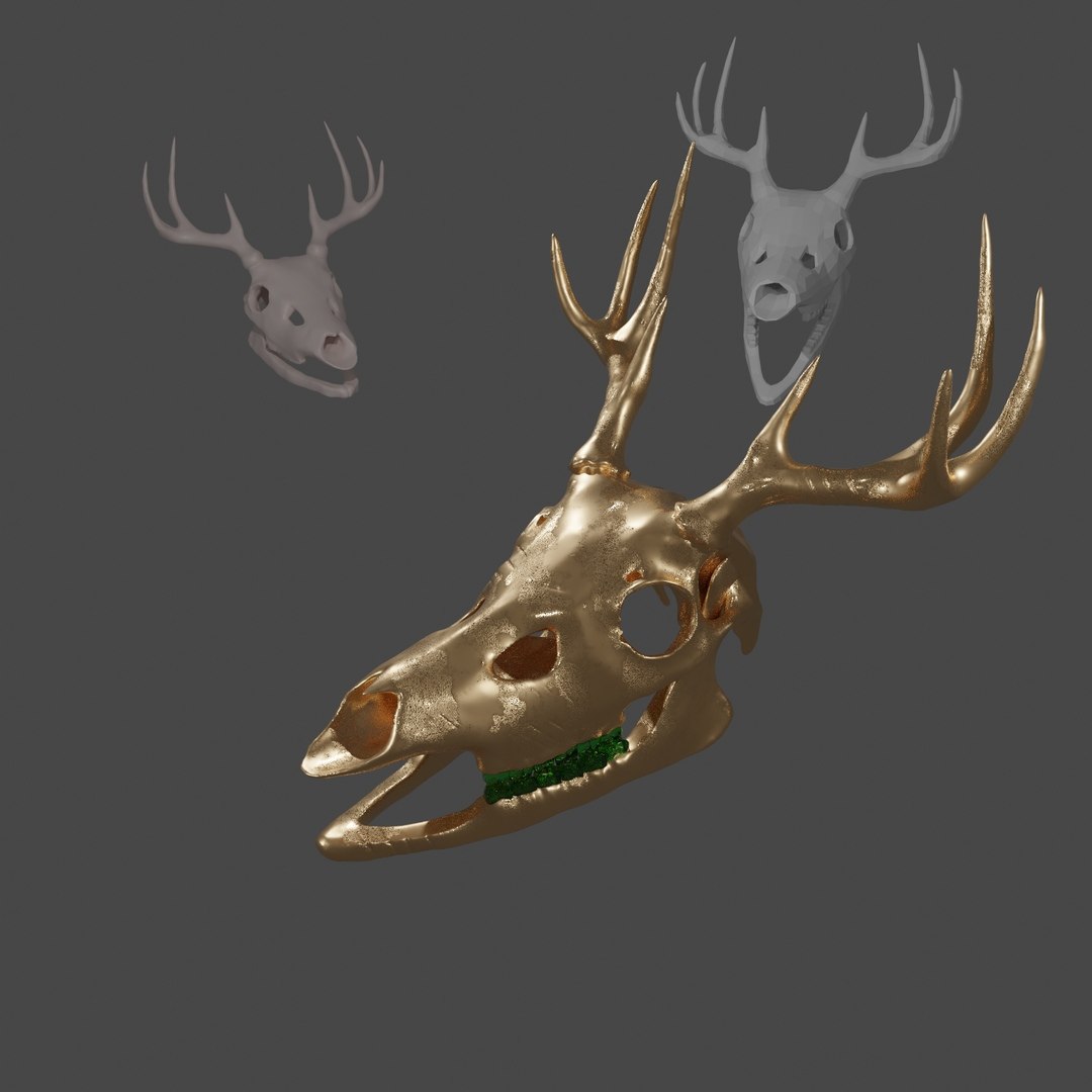 Skull anatomy deer 3D model - TurboSquid 1598533