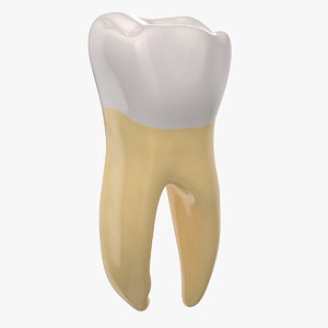 molar lower jaw left model