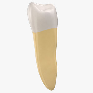 3D premolar upper jaw 01