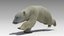 polar bear animations max
