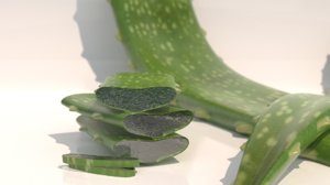 aloe vera plant 3D model