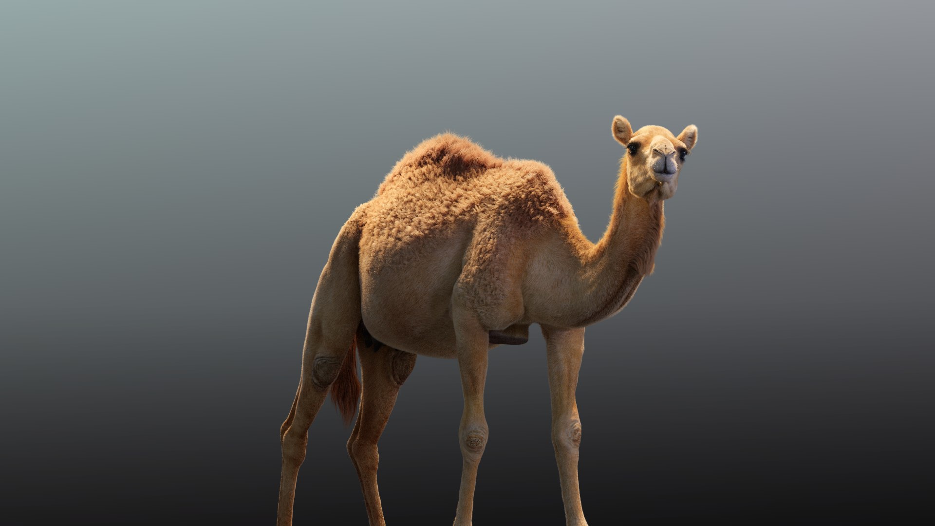 Camel animations 3D - TurboSquid 1599054