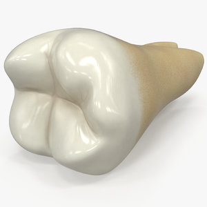 human teeth lower molar 3D model