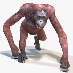 orangutan female animations 3D model