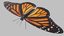 butterfly monarch 3D model
