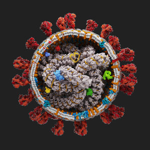 3D model scientifically corona virus -