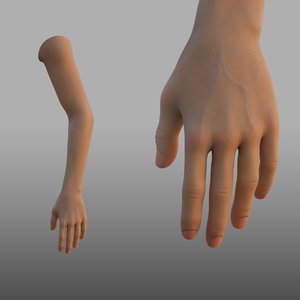 3D hand anatomy model