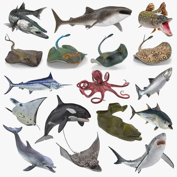 Rigged_Fishes_Collection_5_for_Maya_mb_0