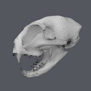3D base mesh cat skull
