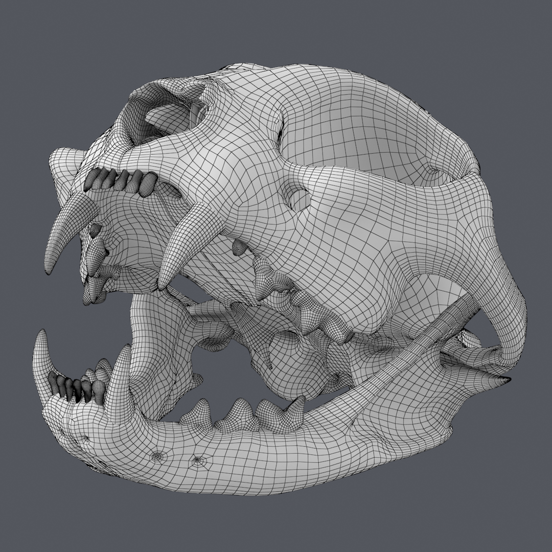 3D base mesh cat skull - TurboSquid 1600451