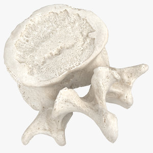 lumbar vertebrae l1 l5 model