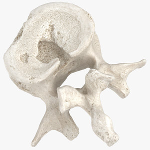 lumbar vertebrae l1 l5 3D model