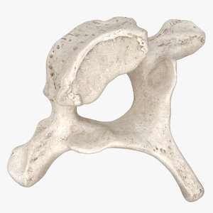 3D model thoracic vertebrae th1 th12