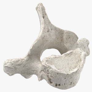 3D thoracic vertebrae th1 th12