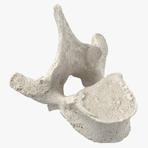 3D thoracic vertebrae th1 th12 model