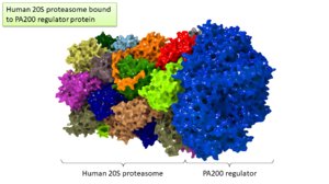 human 20s proteasome pa200 model