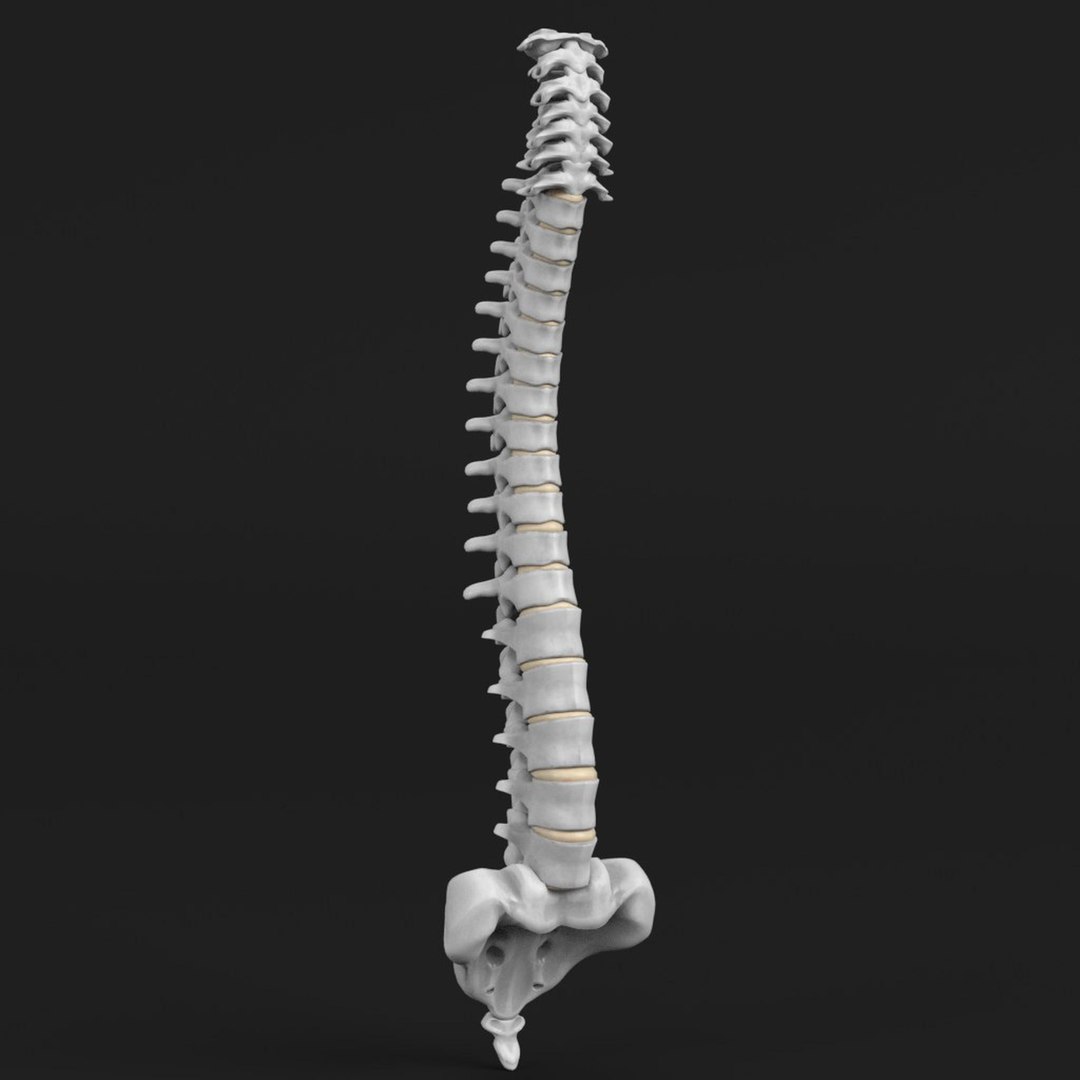 3D human spine 2 - TurboSquid 1170523