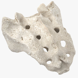 sacrum vertebrae s1 s5 3D model