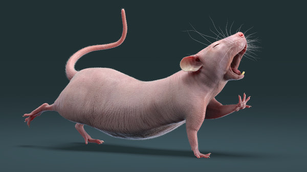 Modele 3d De Rat Hairless Rigged Turbosquid