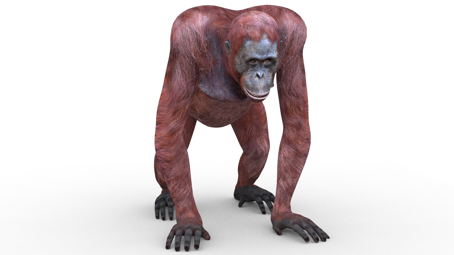 Orangutan female animations 3D model TurboSquid 1601579