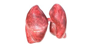 human lungs 3D model