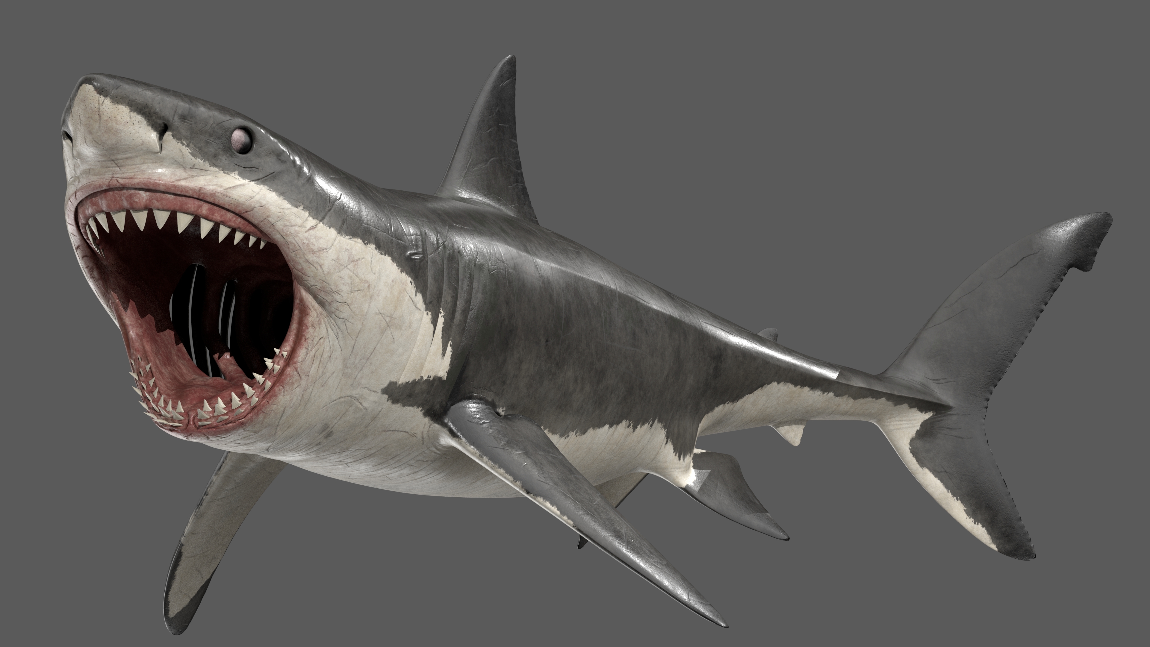 Rigged great white shark 3D - TurboSquid 1599900