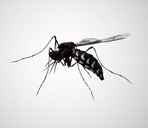 mosquito rigged 3D model