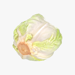3D cabbage food vegetable model