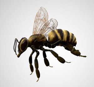 bee honey rigged 3D model