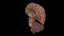 anatomy brain pack cerebellum 3D model
