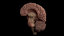 anatomy brain pack cerebellum 3D model