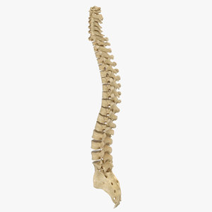 3D human spine 01 model