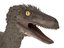 3D model velociraptor feathers