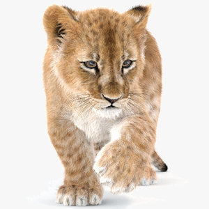 3D rigged baby lion fur model