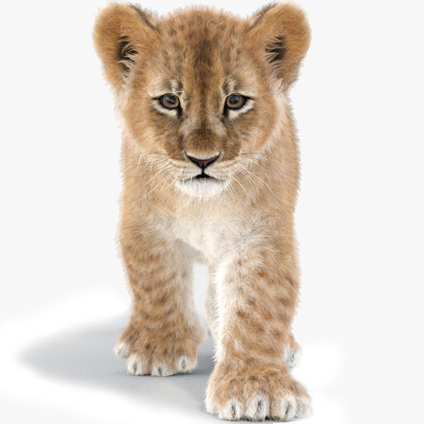 Modele 3d De Baby Lion Anime Fourrure Turbosquid