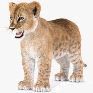 baby lion furry hair fur 3D