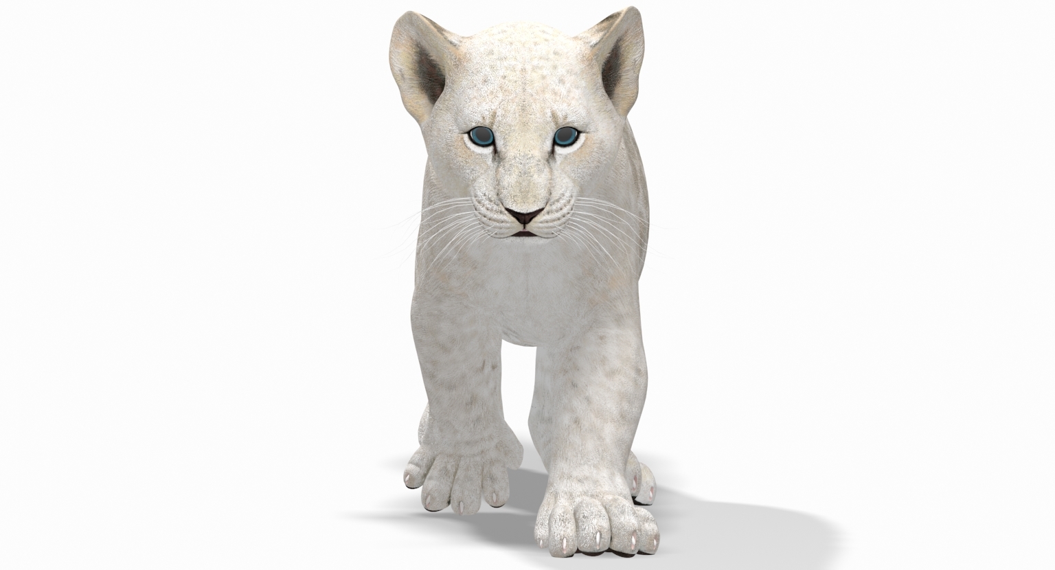 White lion cub modeled 3D model TurboSquid 1464853