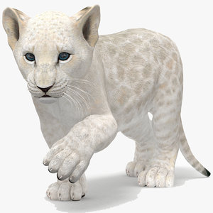 white lion cub rigged 3D model