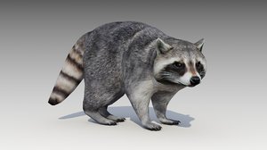 3D raccoon animations model