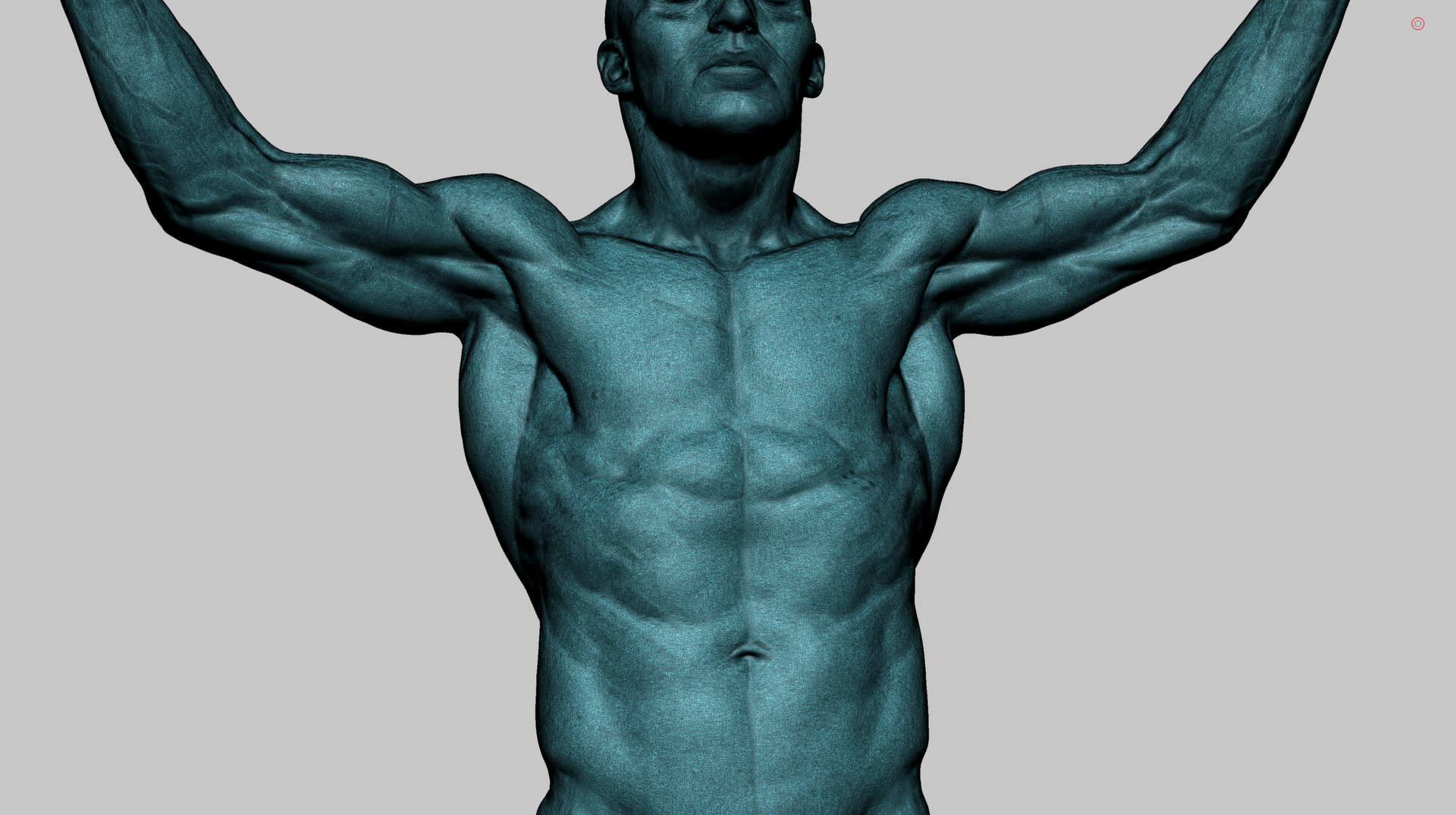 Human anatomy 3D model Biology Diagrams