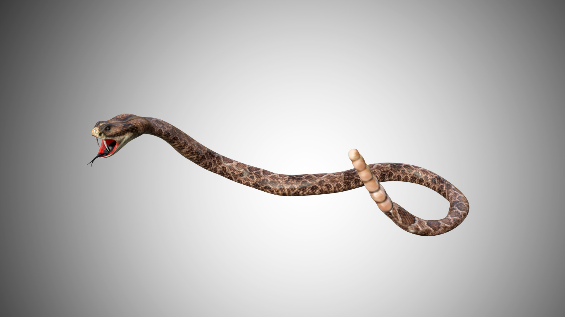 rattle snake rigged low poly3d模型