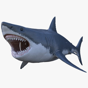 3D model great white shark