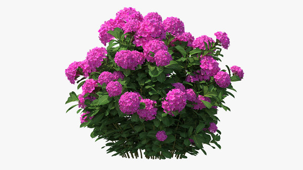Hydrangea Macrophylla Pink Annabelle Model Turbosquid 1604348