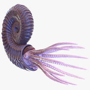 ammonite shell tentacle model