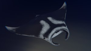 3D giant manta swimming animation