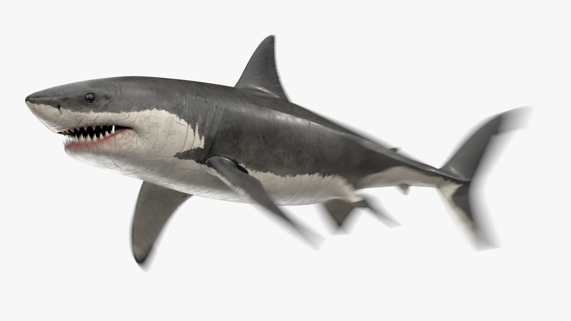 3D great white shark animation sea - TurboSquid 1606961 3D great white shark animation sea - TurboSquid 1606961