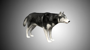 husky dog wolf model