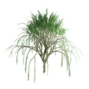 3D willow tree model