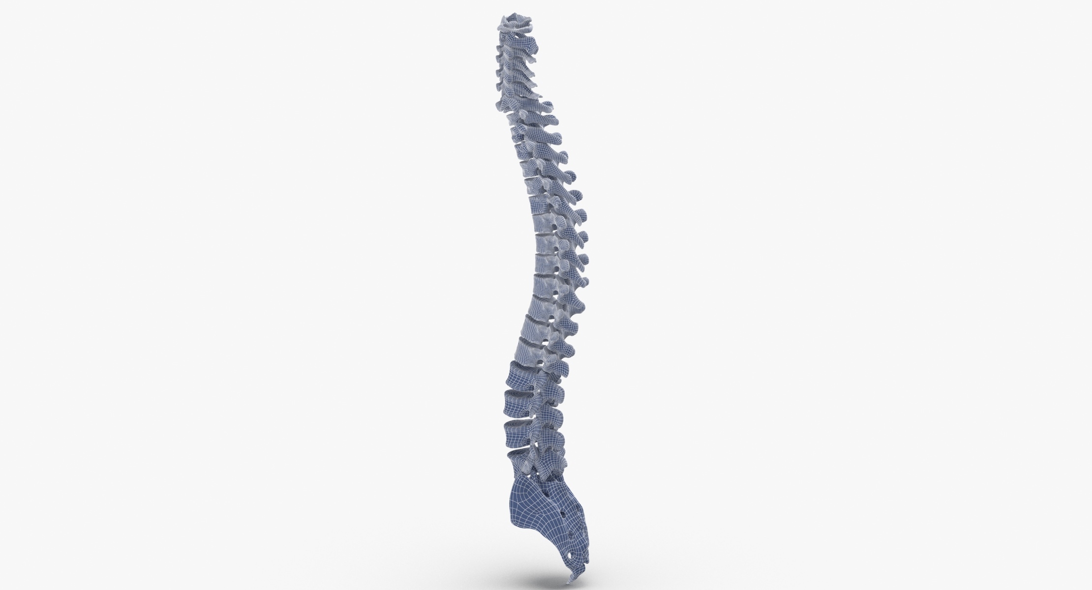 Human spine bones anatomy 3D model TurboSquid 1607350